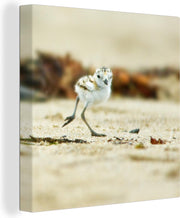 Baby strandplevier loopt over het strand Canvas 20x20 cm - klein - Foto print op Canvas schilderij (Wanddecoratie woonkamer / slaapkamer) / Zee en Strand