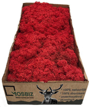 MosBiz Rendiermos rood per 500 gram voor decoraties