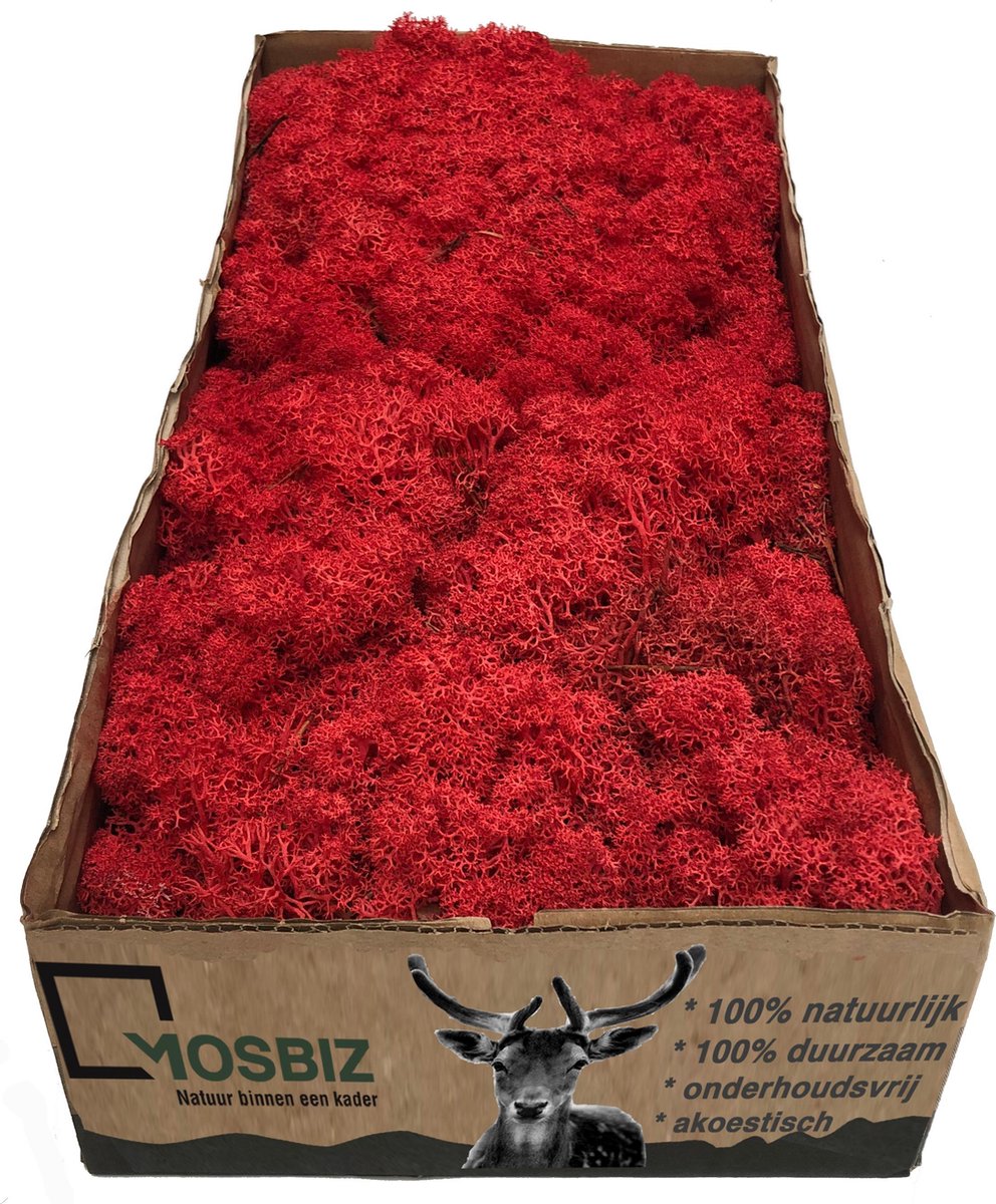 MosBiz Rendiermos rood per 500 gram voor decoraties