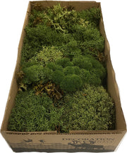 Mos | silvermos| rendiermos| 500gram |Mos Green