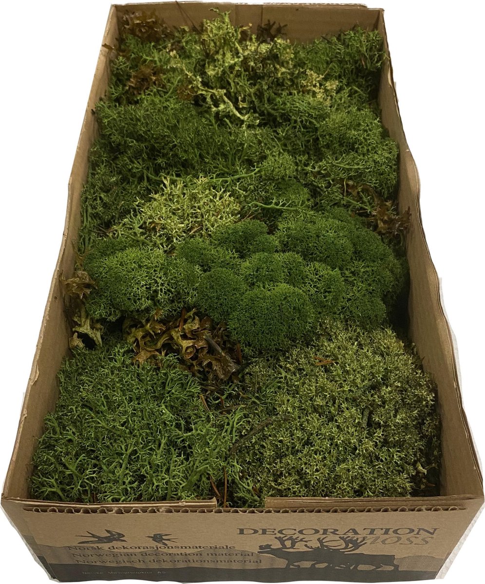Mos | silvermos| rendiermos| 500gram |Mos Green