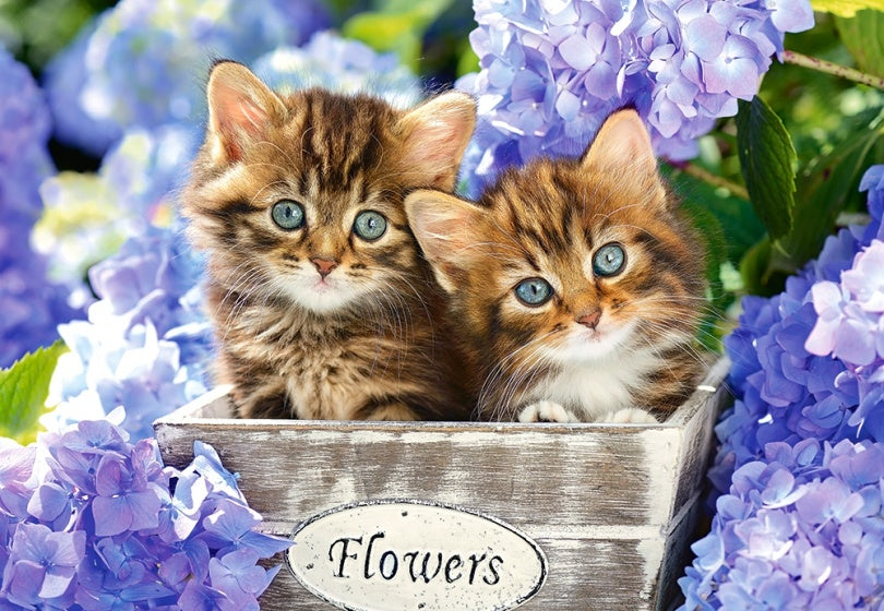 legpuzzel Cute kittens 1500 stukjes