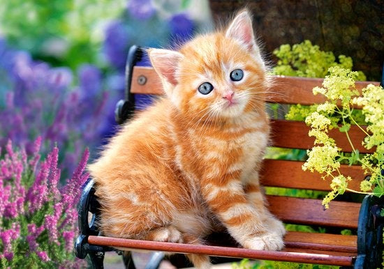 legpuzzel Ginger kitten 500 stukjes