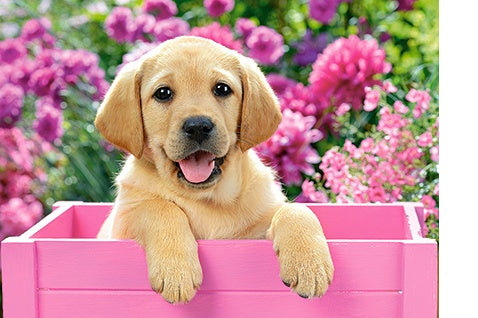 legpuzzel Labrador Puppy in Pink Box 300 stukjes