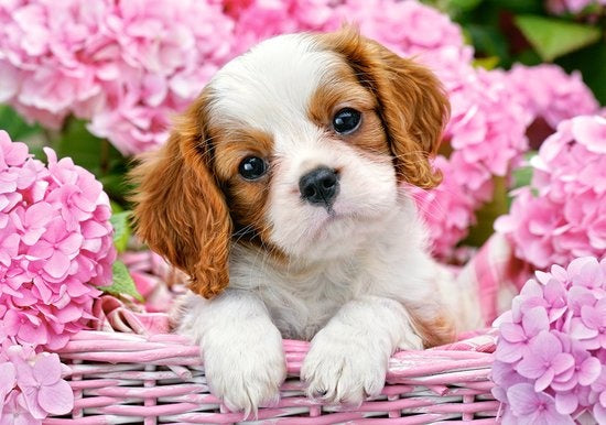 legpuzzel Pup in pink flowers 500 stukjes
