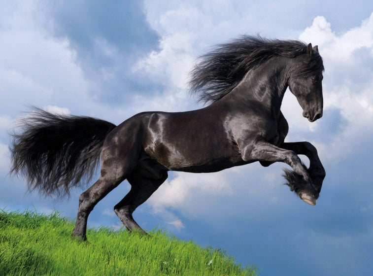 legpuzzel Fries Paard 500 stukjes