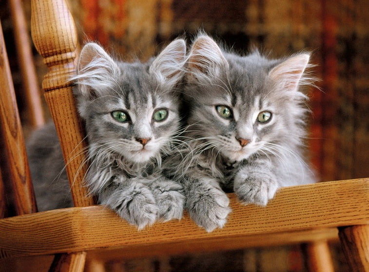 legpuzzel High Quality Collection - Kittens 500 stukjes