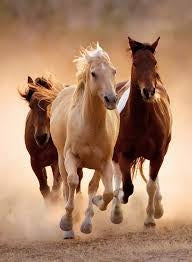Puzzel Running Horses 1000 stukjes