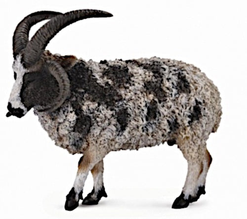 Boerderijdieren Schaap Jacob