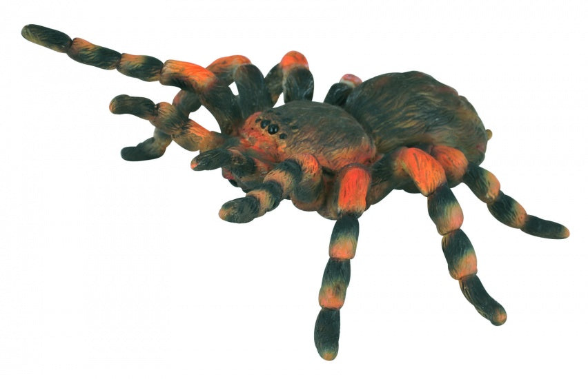 Insecten: Mexicaanse Roodknievogelspin 8 X 8
