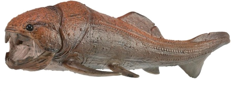 prehistorie: Dunkleosteus 28 cm bruin