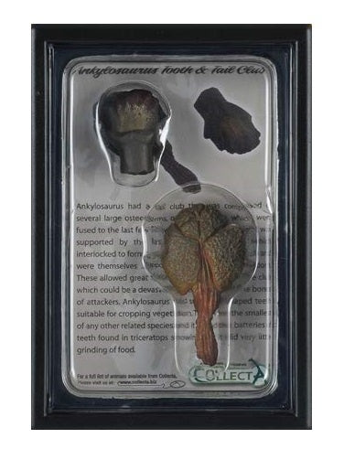 prehistorie: tand en staart Ankylosaurus 11