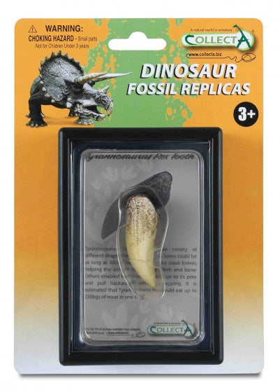 prehistorie: tand van T-Rex 11