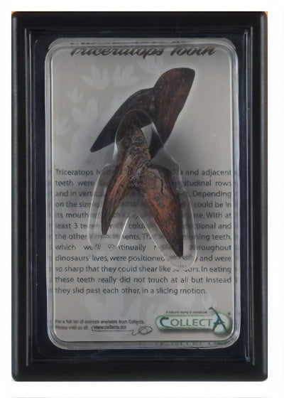 prehistorie: tand van Triceratops 11