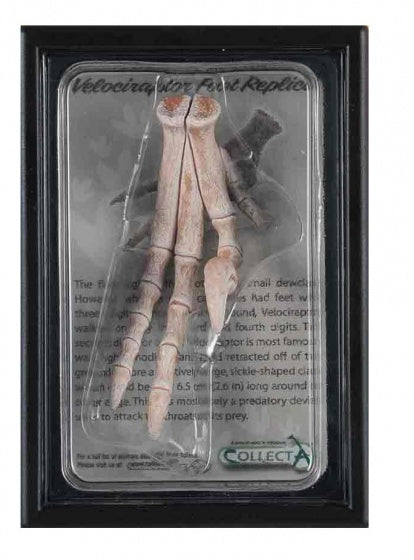 prehistorie voetreplica van Velociraptor 11