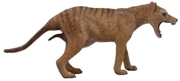 Tasmaanse buidelwolf 11