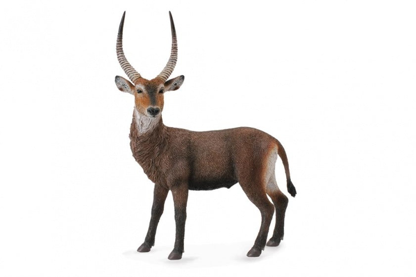 wilde dieren: antiloop 13
