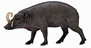 Wilde Dieren Babiroesa