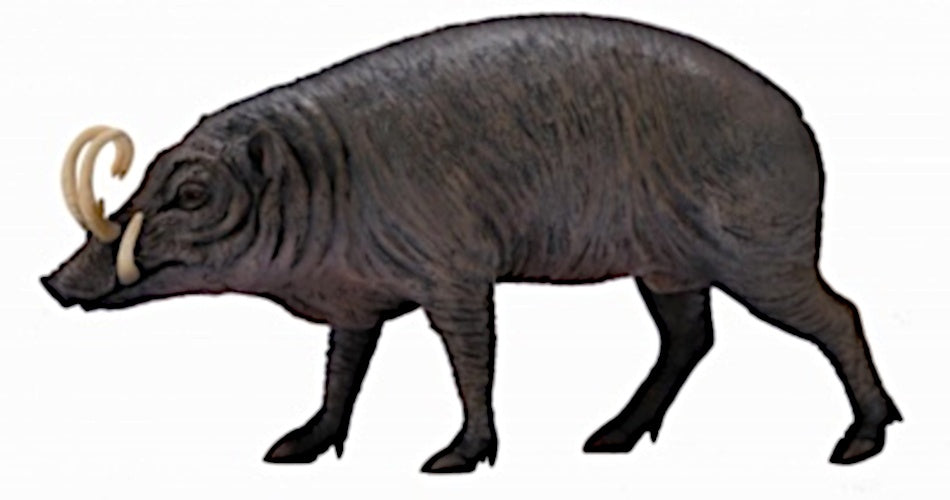 Wilde Dieren Babiroesa