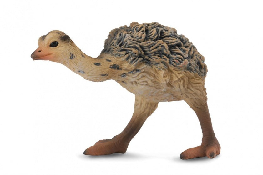 wilde dieren: struisvogelkuiken 5