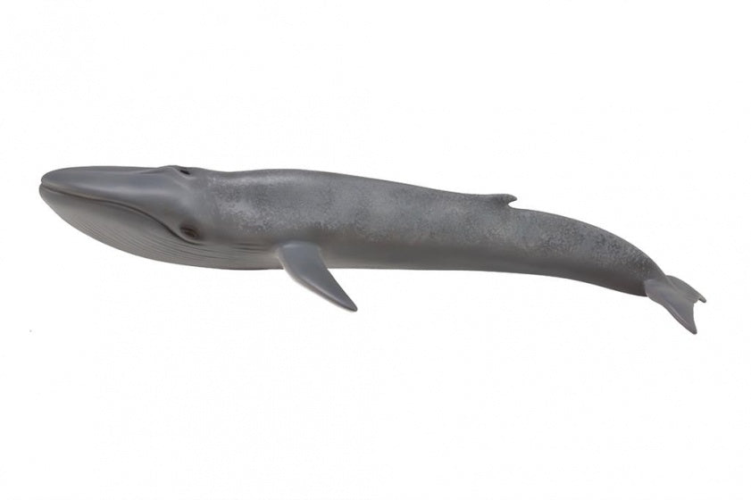 Zeedieren Blauwe vinvis 28 cm