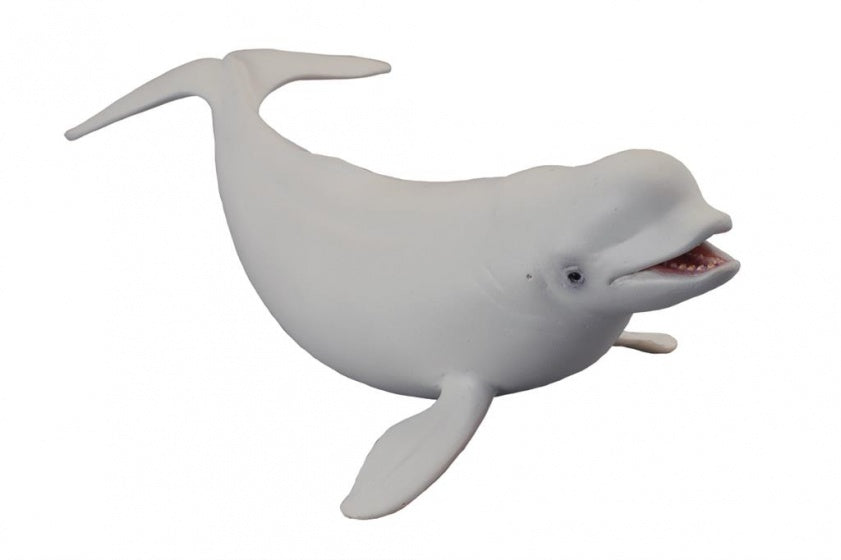 zeedieren: walvis 17