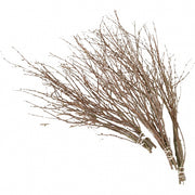 berkentakken 50-60 cm 20 stuks bruin