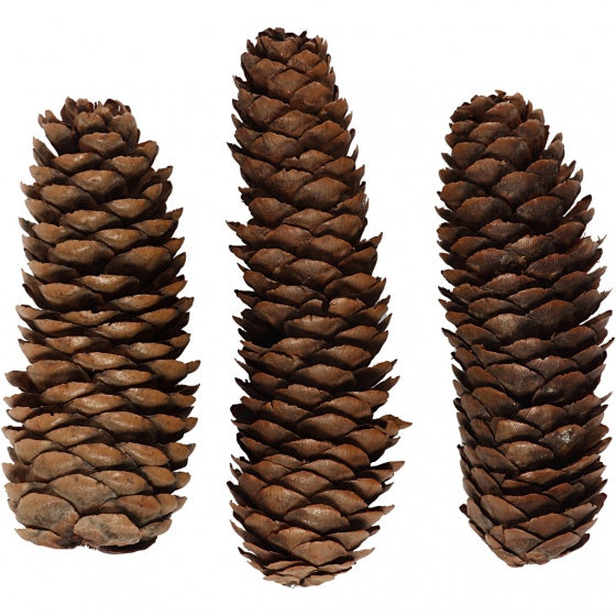 dennenappels 4 cm 5 stuks bruin
