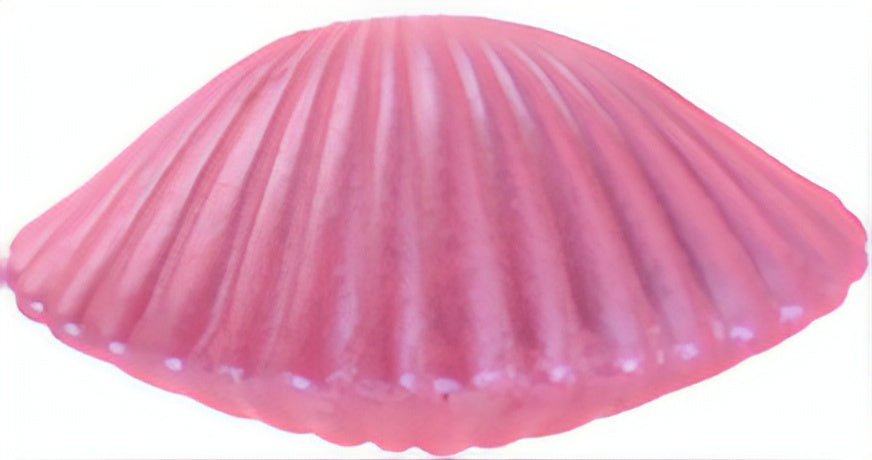 groei-schelp zeemeermin roze 9 x 9 cm
