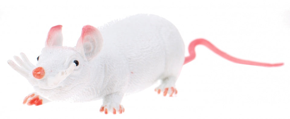 rat Animal World 30 cm wit