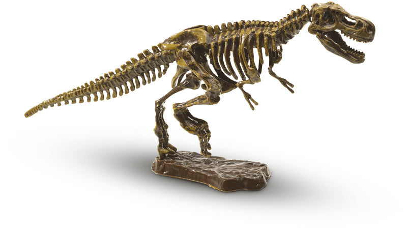 T-rex skelet opgraven 20 x 20 cm Explore