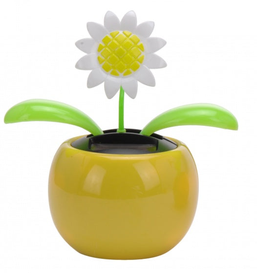 solarbloem margriet geel 10 cm