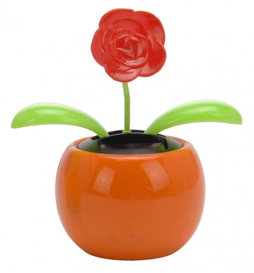 solarbloem roos oranje 10 cm